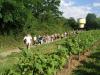 vignoble de sarrouilles
