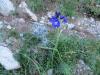 Iris et chardons bleue