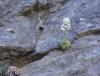 Saxifrage  longue feuille